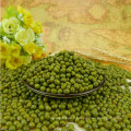 2012 nouvelle récolte petit haricot mungo vert, origine Hebei